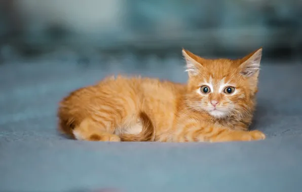 Картинка кошка, взгляд, фон, милая, малыш, мордочка, лежит, рыжая