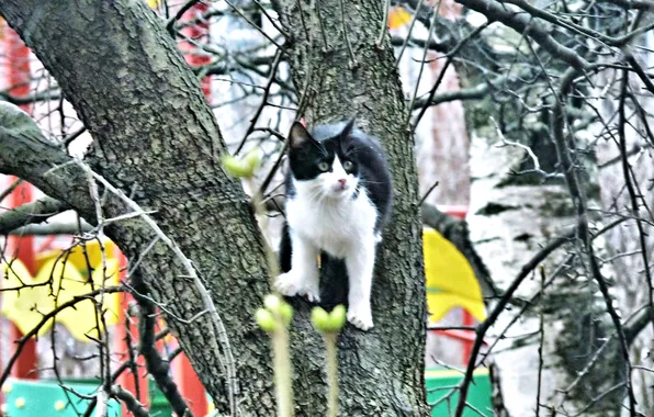 Животные, кошки, котенок и дерево, апрель2025