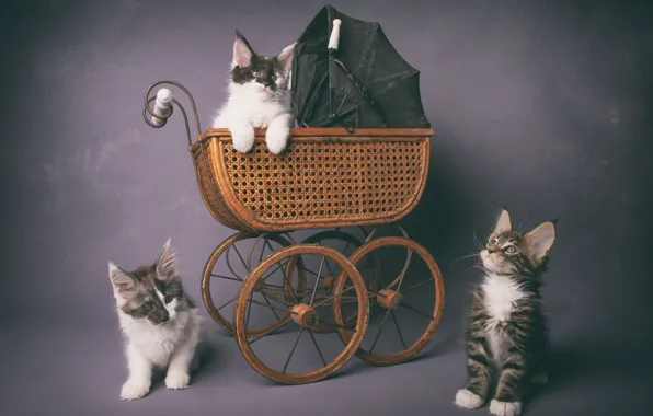 Кошки, котята, коляска