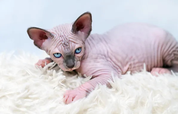 Кошка, поза, котенок, лежит, мех, голубые глаза, мордашка, сфинкс