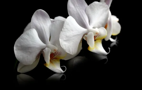 White, flower, spring, Orchids