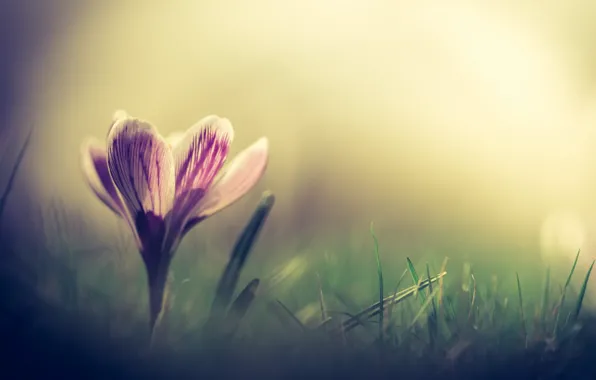 Картинка цветок, природа, весна