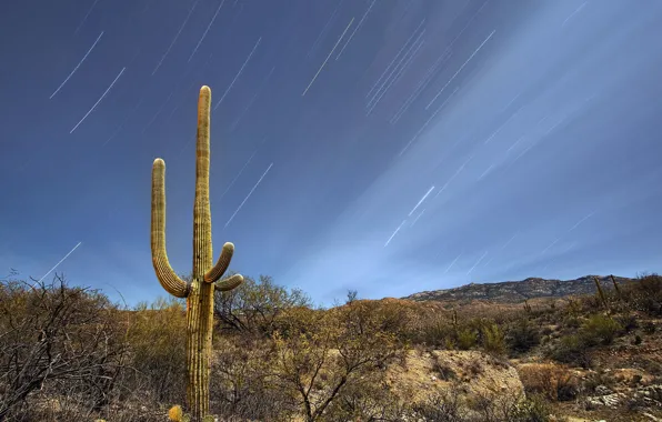 Картинка небо, звезды, ночь, холмы, пустыня, кактус, сша, Arizona