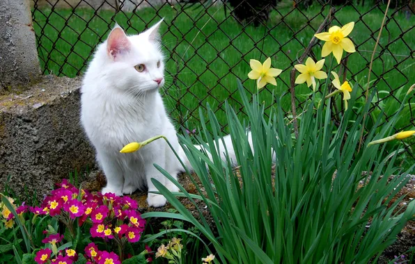 Кошка, животные, кот, цветы, фото