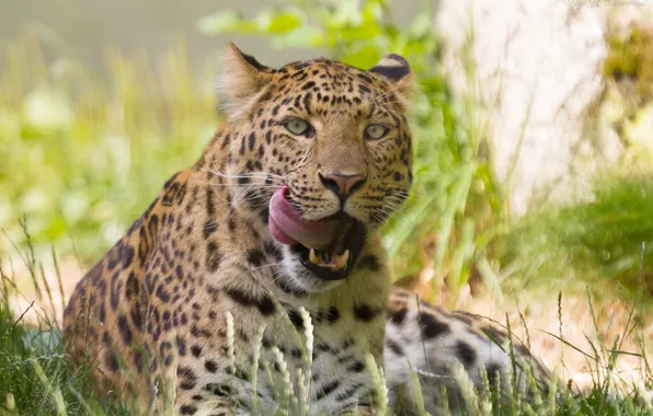 Картинка язык, кошка, трава, леопард, амурский