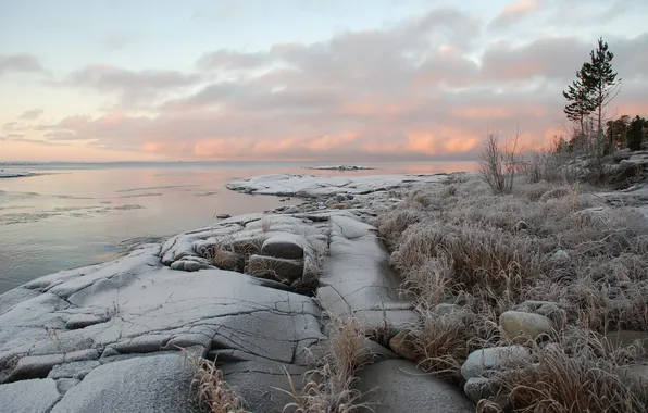 Деревья, закат, озеро