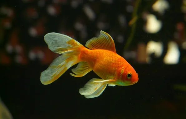 Orange, goldfish, gold fish, swim, gold and white fish, veiltail