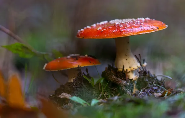Природа, фон, грибы, размытие, мухоморы, два