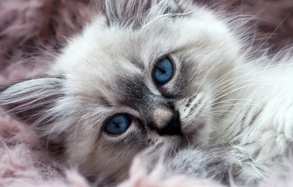 Кошка, взгляд, поза, котенок, мех, голубые глаза, мордашка, невская маскарадная