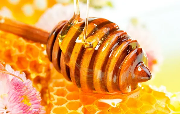 Картинка соты, мед, цветочный