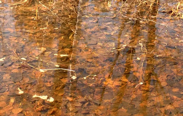 Осень, листья, вода, отражение, фон, текстура, texture, water
