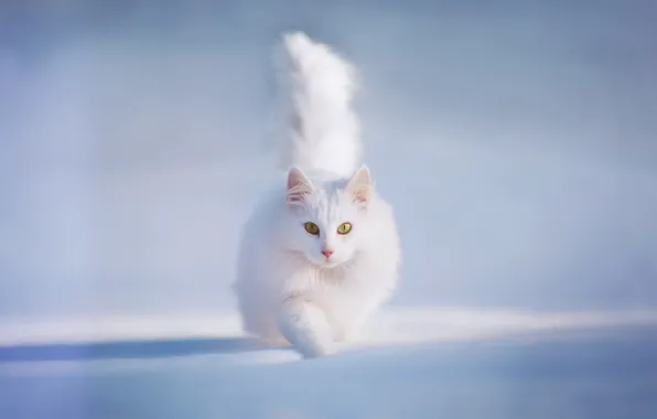Картинка кошка, кот, снег, жёлтые глаза, котэша, белый и пушистый