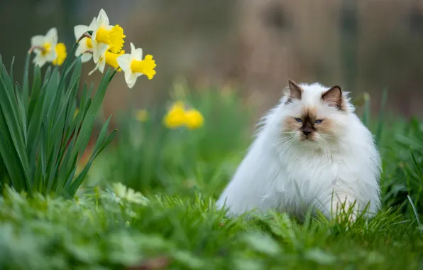Зелень, кошка, трава, кот, взгляд, цветы, природа, поза