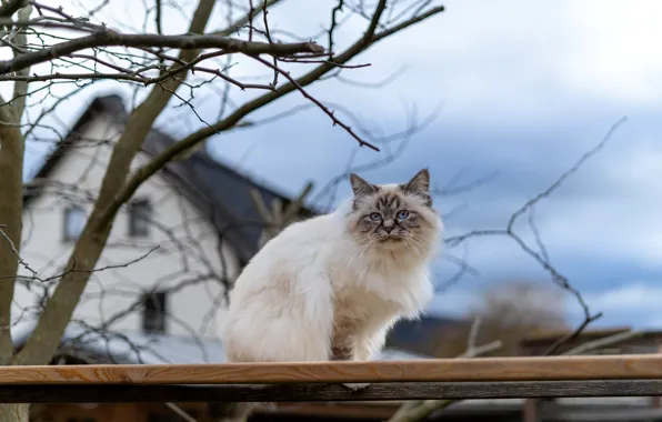 Кошка, небо, кот, взгляд, облака, ветки, поза, дом