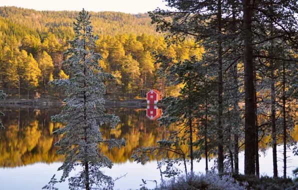 Картинка осень, лес, деревья, отражение, река, берег, Норвегия, домик