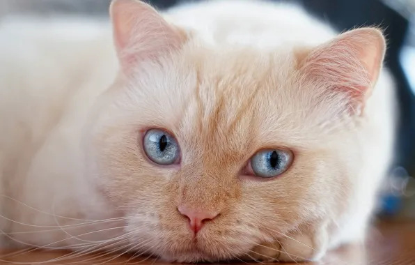Картинка кошка, кот, взгляд, портрет, мордочка, голубые глаза, котейка, Полина Хрол