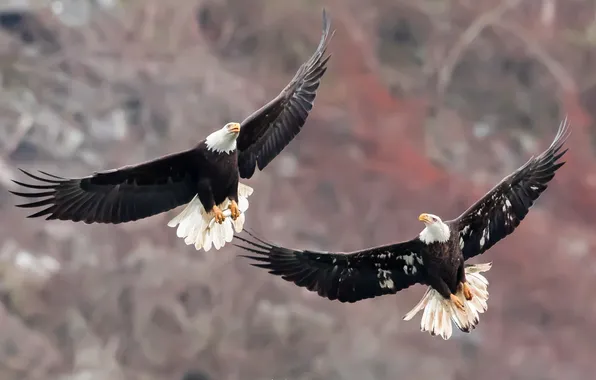 Картинка птицы, природа, Bald Eagles