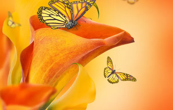 Картинка бабочки, цветы, бутоны, flowers, каллы, butterflies, buds, Calla lilies