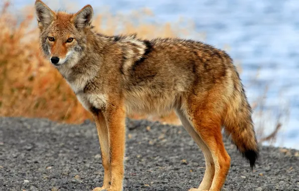 Картинка wildlife, Coyote, Animals