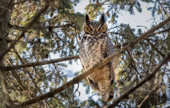 Лес, ветки, природа, дерево, сова, птица, боке, Great Horned Owl