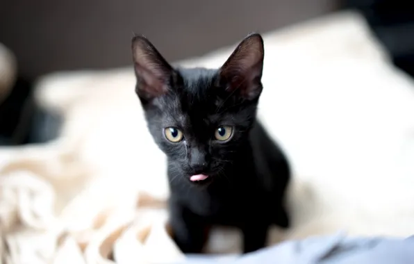 Язык, черный, котик, малыш