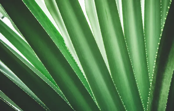 Pattern, leaves, plants, shapes