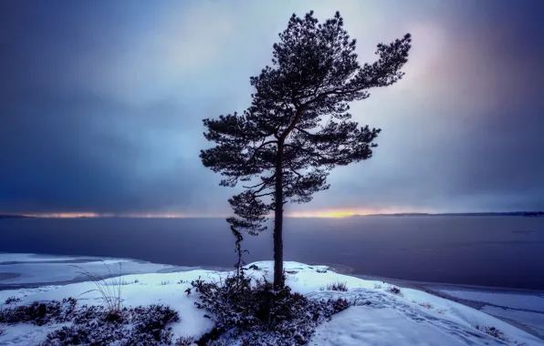 Картинка пейзаж, дерево, Sweden, Bergvik, Varmland
