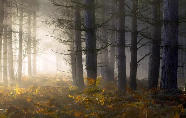 Картинка лес, свет, туман, утро, папоротник