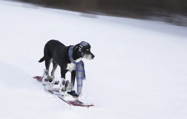 Картинка друг, собака, лыжа