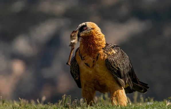 Картинка боке, хищная птица, Дорн Оксана, Bearded Vulture, Визит Бородача, Бородач - ягнятник, Lammergeier, бородатый стервятник