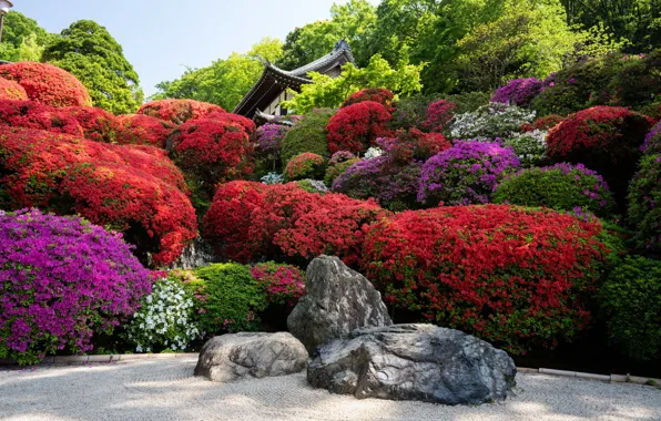 Камни, Япония, сад, Japan, Kyoto, Киото, flowers, garden