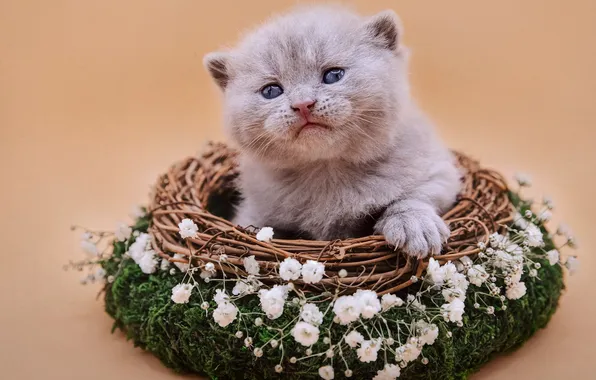 Кошка, взгляд, цветы, поза, котенок, серый, мордашка, корзинка