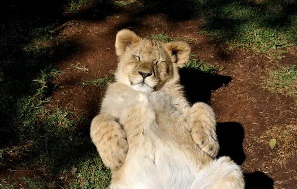 Картинка кошка, отдых, лев, львенок