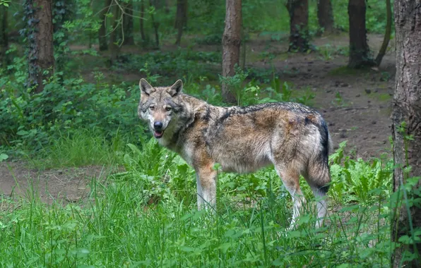 Картинка nature, snow, predator, face, animal, wolf, wildlife, portrait