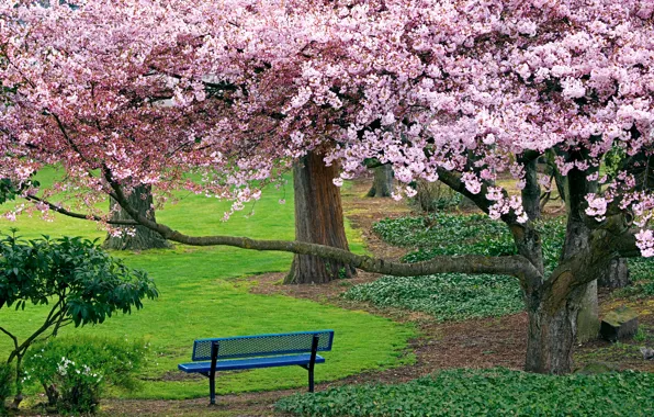 Деревья, скамейка, парк, Природа, сакура, лавочка, цветущая вишня