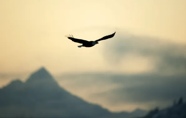 Картинка небо, свобода, полет, природа, птица, орел, спокойствие, размытие