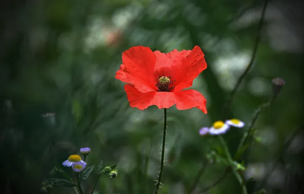 Весна, Spring, Боке, Bokeh, Red poppy, Красный мак