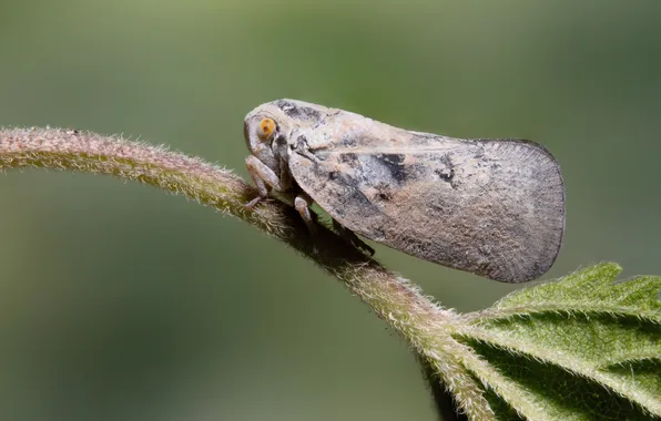 Картинка ветка, боке, Stephane, макросъемка насекомых, Citrus Flatid Planthopper, Metcalfa pruinosa, Цикадка белая