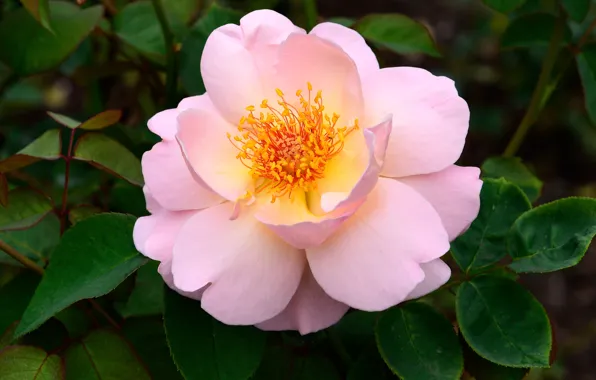 Картинка листья, цветы, розы, лепестки, сад, нежные, розовые, раскрывшийся бутон