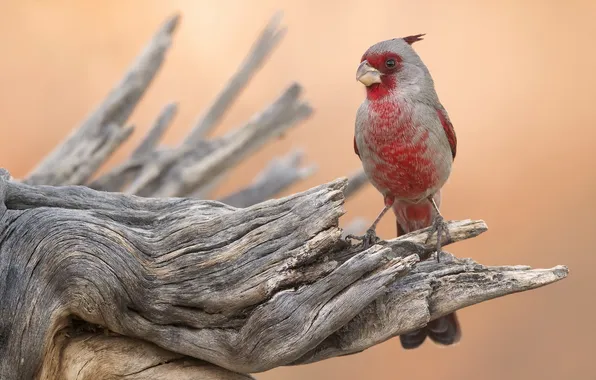Природа, птица, Cardinal