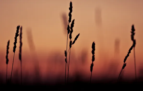 Картинка трава, макро, закат, тень, фокус, grass, sunset, macro
