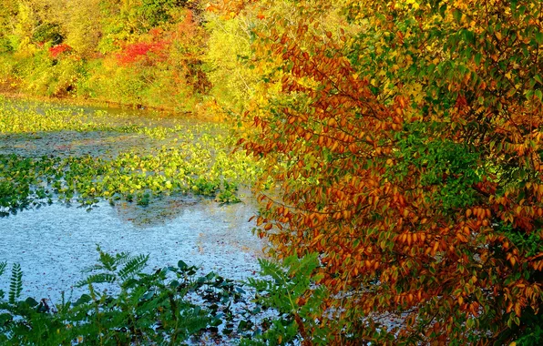 Картинка осень, листья, деревья, пруд