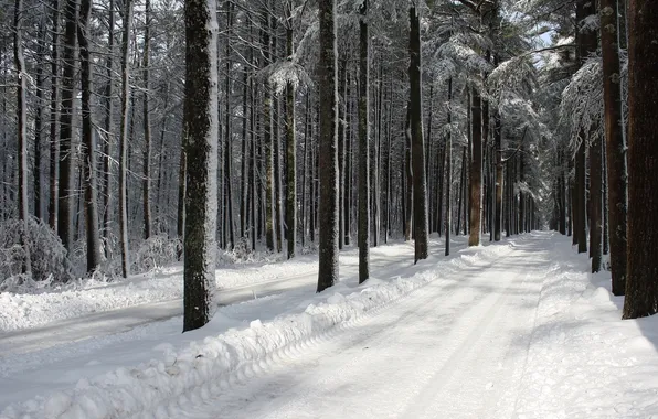 Картинка road, trees, winter, snow