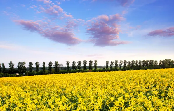 Картинка небо, облака, деревья, голубое, весна, луг, цветущий, Yellow field
