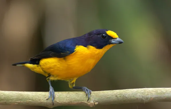 Black, Yellow, Bird, Branch, Gaturamo