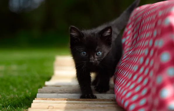 Котенок, малыш, чёрный котёнок