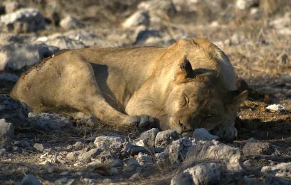 Сон, Лев, царь зверей, Намибия, Национальный парк Этоша (Etosha National Park), отдых у водопоя Goas …