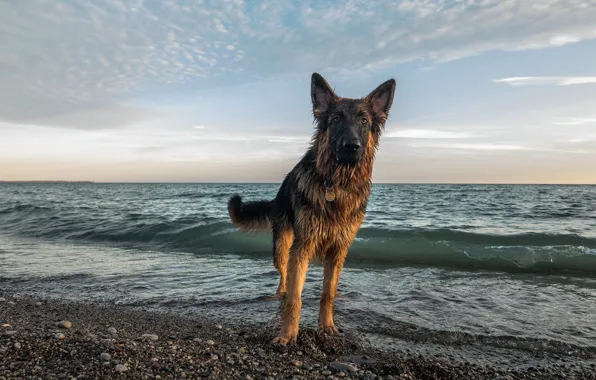 Картинка море, взгляд, друг, собака