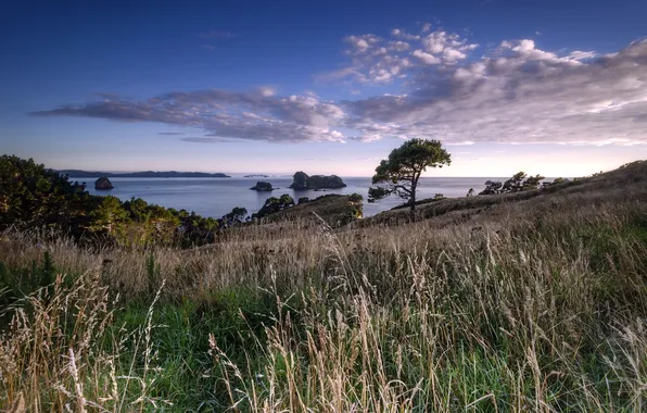 Море, пейзаж, New Zealand, Waikato, Hahei