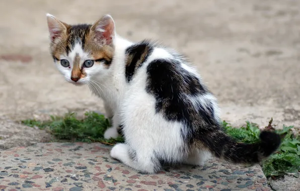Картинка кошка, трава, кот, котенок, cat